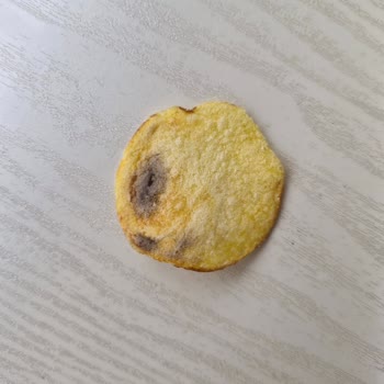 Aldığım Lays Cipsin İçinden Küflü Ürün Çıkması Hayal Kırıklığı Yaşattı
