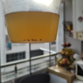 Satın Aldığım Ananas Sirkesinde Böcek Çıkmasıyla Hayal Kırıklığı