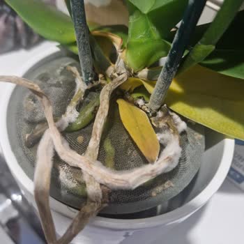 Çiçek Sepeti'nden Sürekli Bozuk Ürün Ve İlgisiz Müşteri Hizmetleri Mağduriyeti