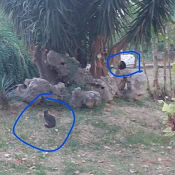 Düden Şelalesi'nde Keyfi Kimlik Kontrolü Ve Sahipsiz Hayvan Sorunu