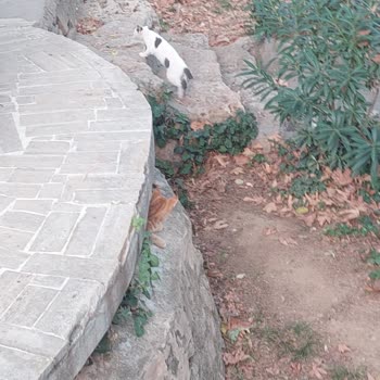 Düden Şelalesi'nde Keyfi Kimlik Kontrolü Ve Sahipsiz Hayvan Sorunu