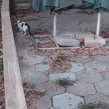 Düden Şelalesi'nde Keyfi Kimlik Kontrolü Ve Sahipsiz Hayvan Sorunu