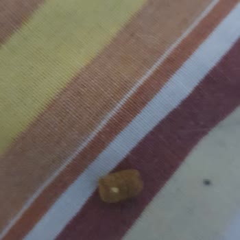 Kedilerim Hastalandı, Mamadan Kurtlar Çıktı Ve Ciddi Maddi Kaybım Oldu