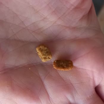 Kedilerim Hastalandı, Mamadan Kurtlar Çıktı Ve Ciddi Maddi Kaybım Oldu