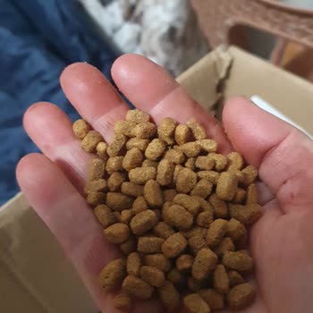 Kedilerim Hastalandı, Mamadan Kurtlar Çıktı Ve Ciddi Maddi Kaybım Oldu