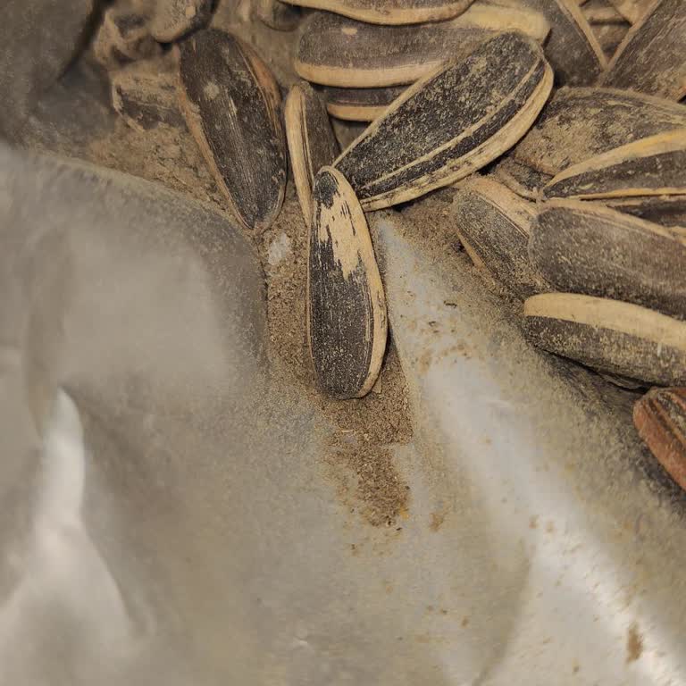 Aşırı Tozlu Ve Kalitesiz Çekirdek Hijyen Endişesi Yaşattı