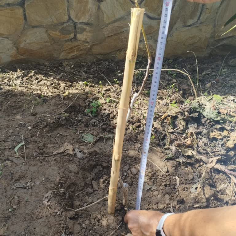 Sipariş Verdiğimden Çok Daha Küçük Fidan Gönderildi, İade Kabul Edilmedi