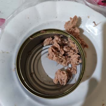 Derya Ton Balığı Ton Balığında Karşılaşılan Kılçık Tedirginliği