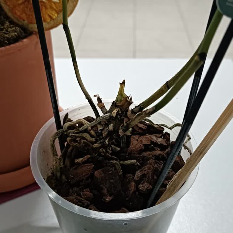 Solmuş Ve Kötü Durumda Orkide Teslimatı, Beklentileri Karşılamayan Hizmet