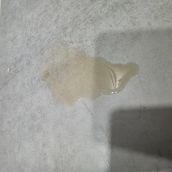 Yanlış Ameliyat Nedeniyle Kedimi Kaybettim Sorumsuz Klinik Mağduriyeti