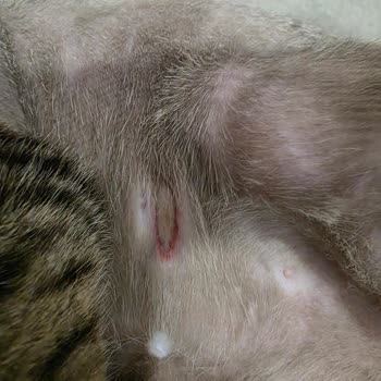 Yanlış Ameliyat Nedeniyle Kedimi Kaybettim Sorumsuz Klinik Mağduriyeti