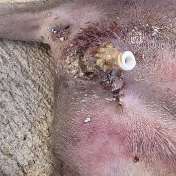 Yanlış Ameliyat Nedeniyle Kedimi Kaybettim Sorumsuz Klinik Mağduriyeti