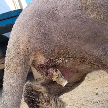 Yanlış Ameliyat Nedeniyle Kedimi Kaybettim Sorumsuz Klinik Mağduriyeti