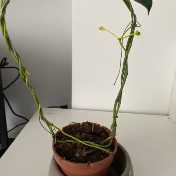 Köksüz Çiçek Gönderimi Ve Müşteri Hizmetlerinden Dönüş Alamadım