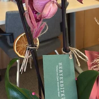 Sipariş Edilen Orkide Beklentileri Karşılamadı Ve Ürün Görseli Paylaşılmadı