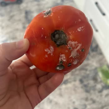 Buzdolabında Gıdalar Sürekli Bozuluyor, Mağduriyetim Giderilmiyor