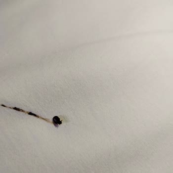 Otel Odasında Tahta Kurusu Ve Yetersiz Müşteri Hizmeti Nedeniyle Mağduriyet