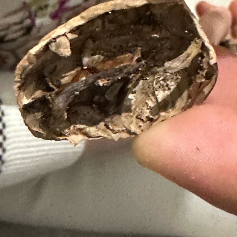 BİM’den Aldığım Açık Cevizlerin Büyük Kısmı Kurtlu Çıktı İade Edemedim