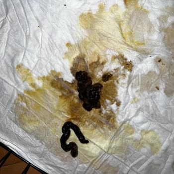 Bursa Köpek Eğitim Merkezi (Burkem) Hasta Köpek Satışı