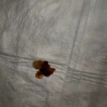 Bursa Köpek Eğitim Merkezi (Burkem) Hasta Köpek Satışı