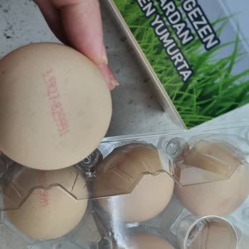 Neden Yumurta Güven Sarsıcı Bilgiler