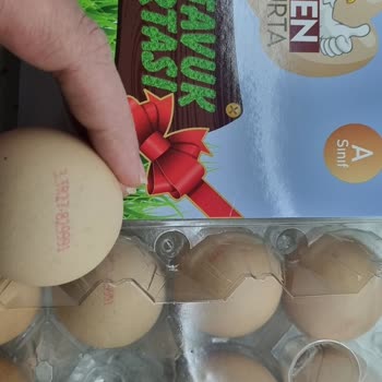 Neden Yumurta Güven Sarsıcı Bilgiler