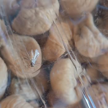 Ormanmeyveleri.com.tr Hiçbir Şekilde Ulaşamıyorum