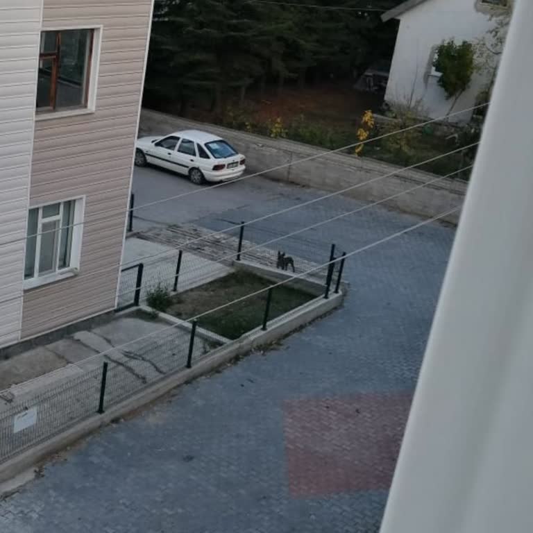 Kütahya Belediyesi 100. Yıl Mahallesi'nde Başıboş Köpekler Ve Güvenlik Endişesi