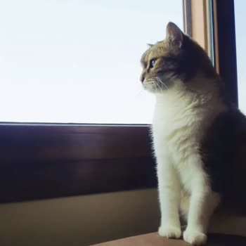 Nestle Purina Petcare Gourmet Gold Yaş Mama Kedimin Ölümüne Yol Açtı, Piyasadan Toplatılsın