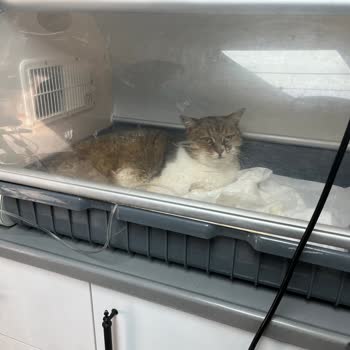 Nestle Purina Petcare Gourmet Gold Yaş Mama Kedimin Ölümüne Yol Açtı, Piyasadan Toplatılsın