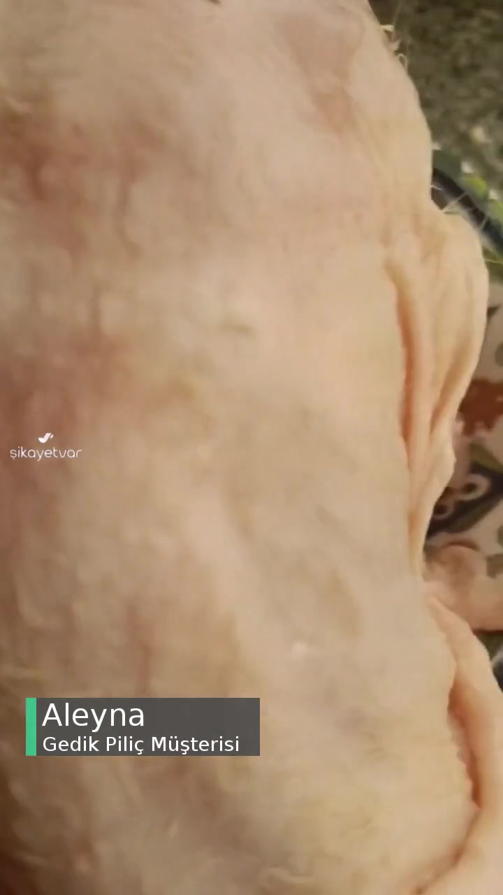 Gedik Piliç Tavuğun Üstü Full Kıllı Çıktı Midemiz Bulandı videonun kapak resmi