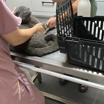 Kedimin Ölümünden Sonra Umursamaz Davranış Ve Maddi Kayıp