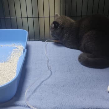 Kedimin Ölümünden Sonra Umursamaz Davranış Ve Maddi Kayıp