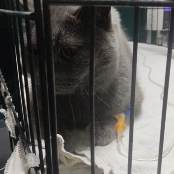 Kedimin Ölümünden Sonra Umursamaz Davranış Ve Maddi Kayıp