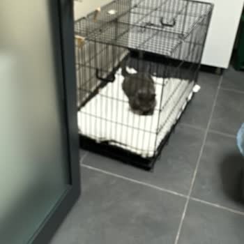 Kedimin Ölümünden Sonra Umursamaz Davranış Ve Maddi Kayıp