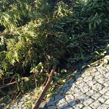 Esenyurt Parkı'nda Yanlış Budama Doğaya Ve Parka Zarar Veriyor