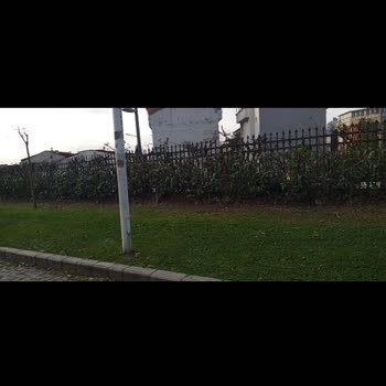 Esenyurt Parkı'nda Yanlış Budama Doğaya Ve Parka Zarar Veriyor