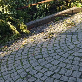 Esenyurt Parkı'nda Yanlış Budama Doğaya Ve Parka Zarar Veriyor