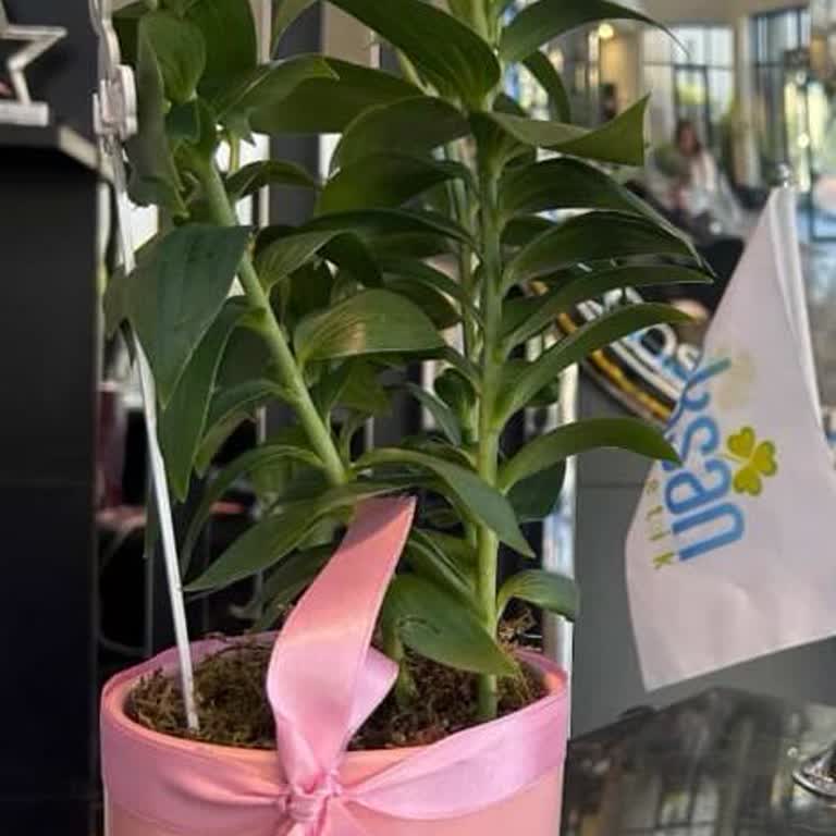 Sipariş Edilen Çiçekler Yerine Açmamış Ve Yanlış Ürün Gönderildi