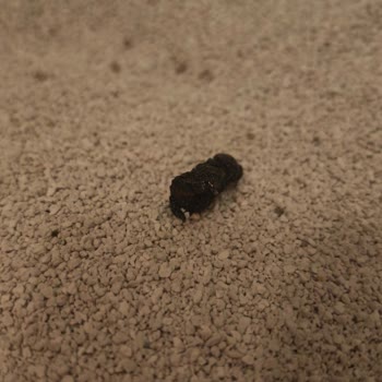 Kedi Kumunda Hijyen Sorunu Ve Müşteri Hizmetlerine Ulaşılamaması