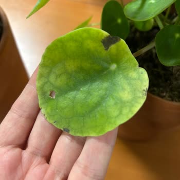 Siparişimdeki Çiçek Solmuş Ve Müşteri Hizmetleri Yardımcı Olmadı