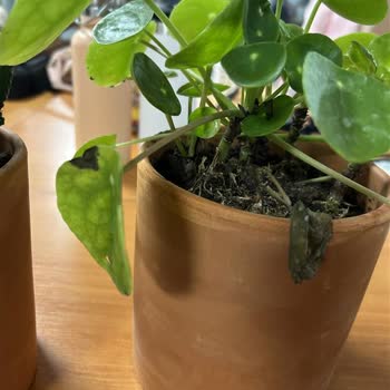 Siparişimdeki Çiçek Solmuş Ve Müşteri Hizmetleri Yardımcı Olmadı