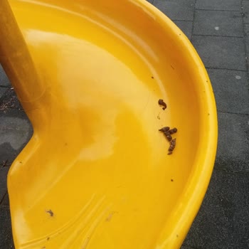 Bayraklı Belediyesi Osmangazi Mahallesi'nde Çocuk Parklarında Köpek Dışkısı Sorunu Yetersiz Temizlik