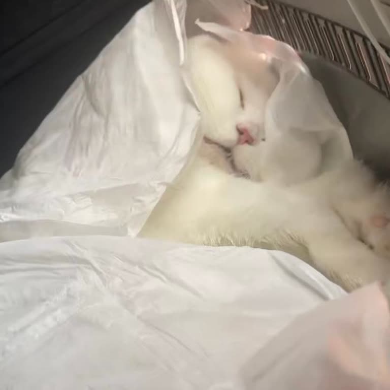 Tire Çarşı Veteriner Kliniği İhmalkarlık Sonun Kedimi Kaybettim!