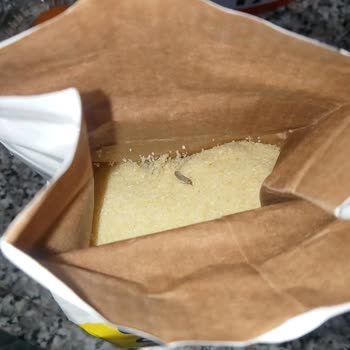 Has İrmik Paketi Açtığımda İçinde Böcek Ve Kurtlar Olduğunu Gördüm