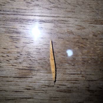 Dondurmadan Çıkan Tahta Parçası Şaşkınlığı