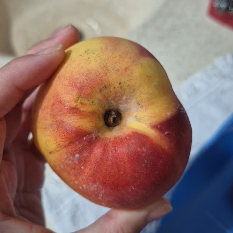 Çürük Ve Küflü Ürün, Tekrarlayan Mağduriyet!