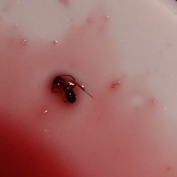 Aldığım Reçelden Karınca Çıktı: Hijyen Sorunu Ve İade Talebi