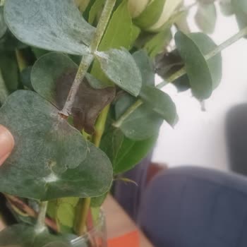 Hasarlı Ve Çürük Çiçek Teslimatı Sonrası Çözüm Sunulmadı