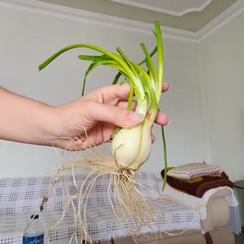 Migros Sanal Market'te Sürekli Bozuk Sebze Sorunu